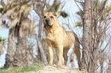 SHAR-PEI 674